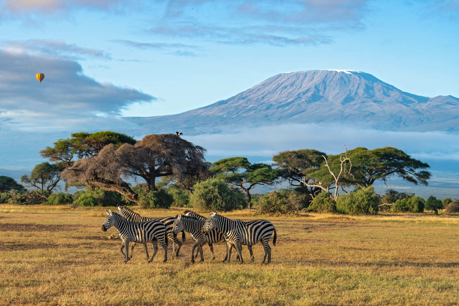 A group of elephants walking across the plains of Maasai Mara, Kenya at sunrise.